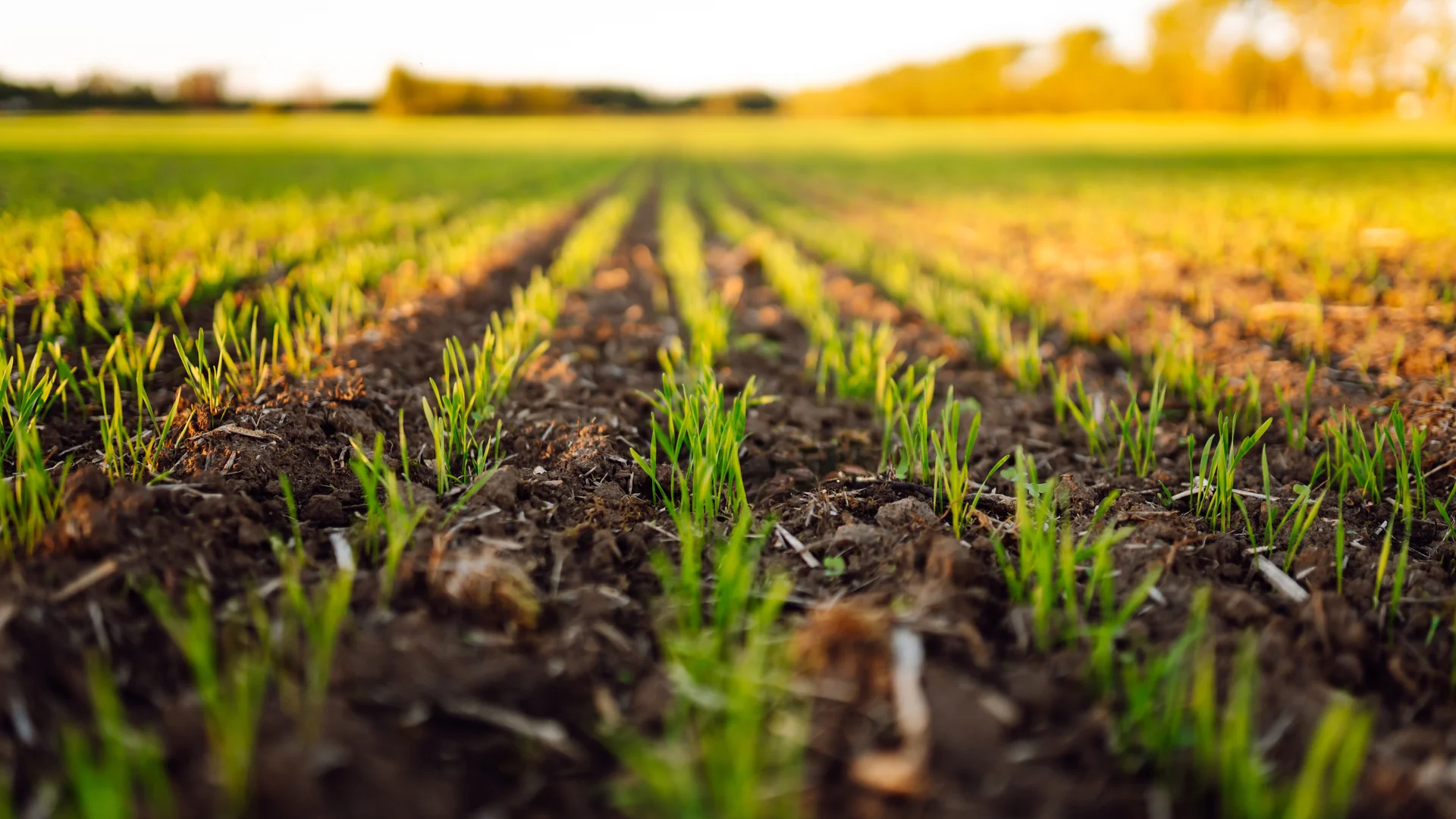 Campo aberto com plantação e sol na metade