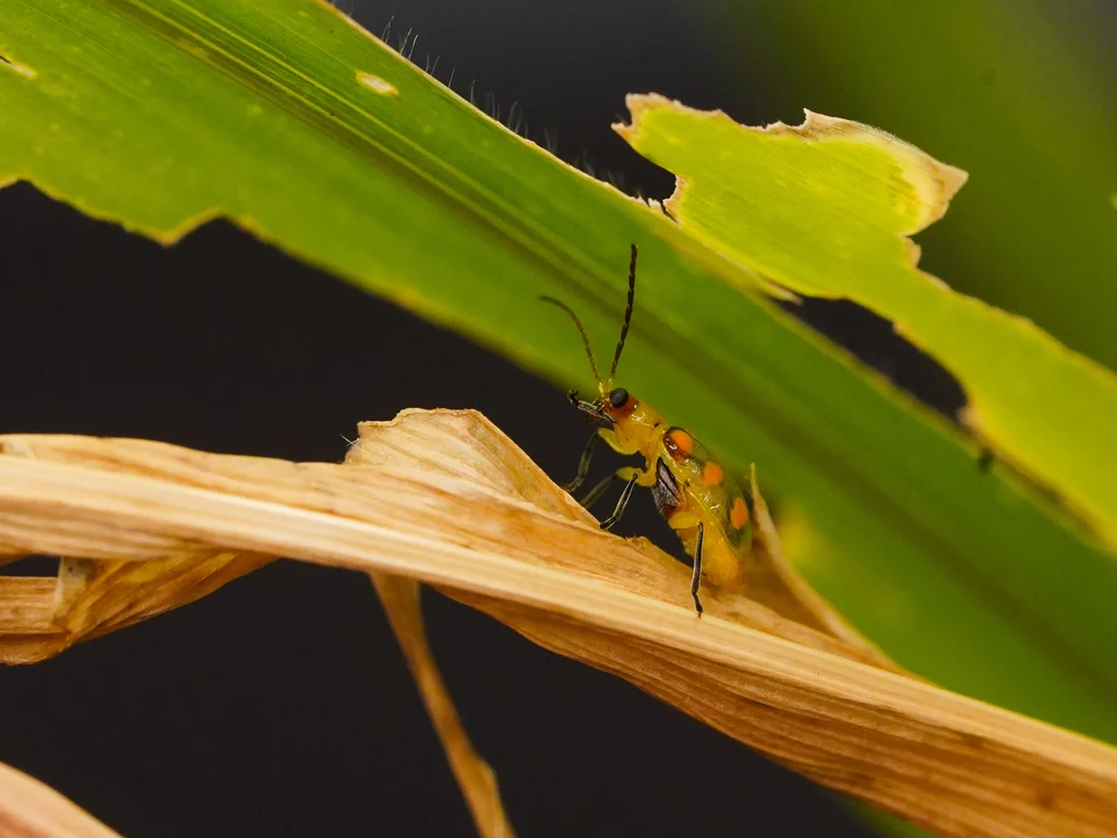 besouro cucúrbita (Diabrotica speciosa) em cima de uma folha doente