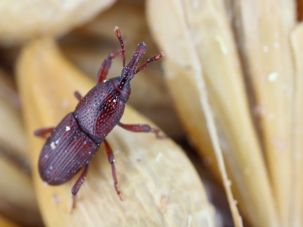 Macro de gorgulho de trigo em sementes de cereais secas infestadas com gorgulho de celeiro