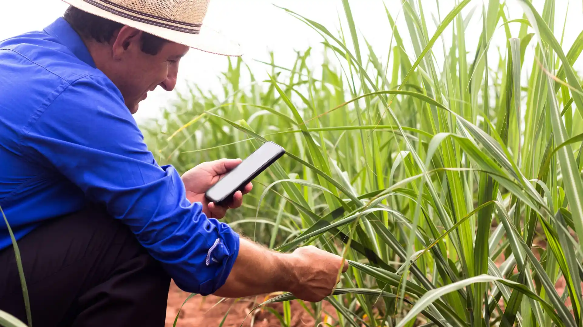 Agricultor com smartphone em um canavial no Brasil