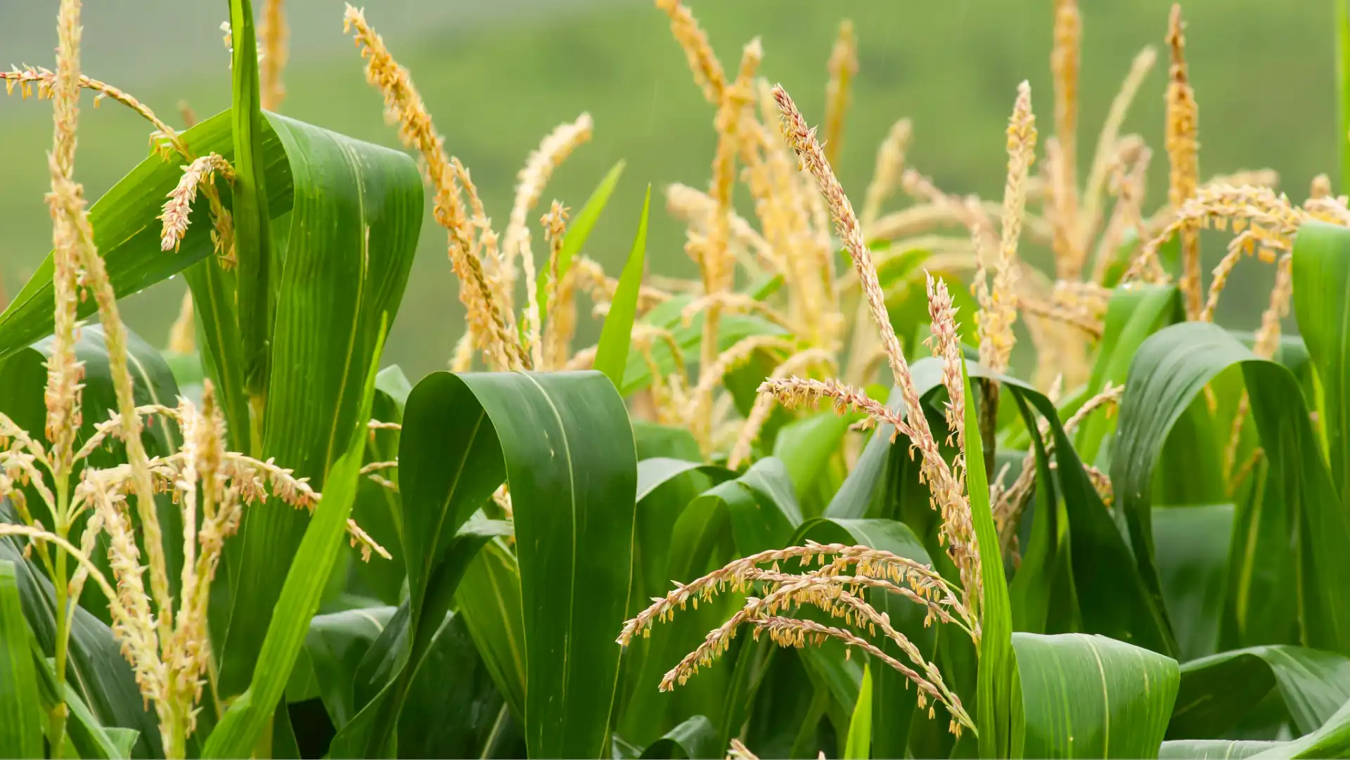 Plantas de milho em florescimento, umas das fases reprodutivas do milho
