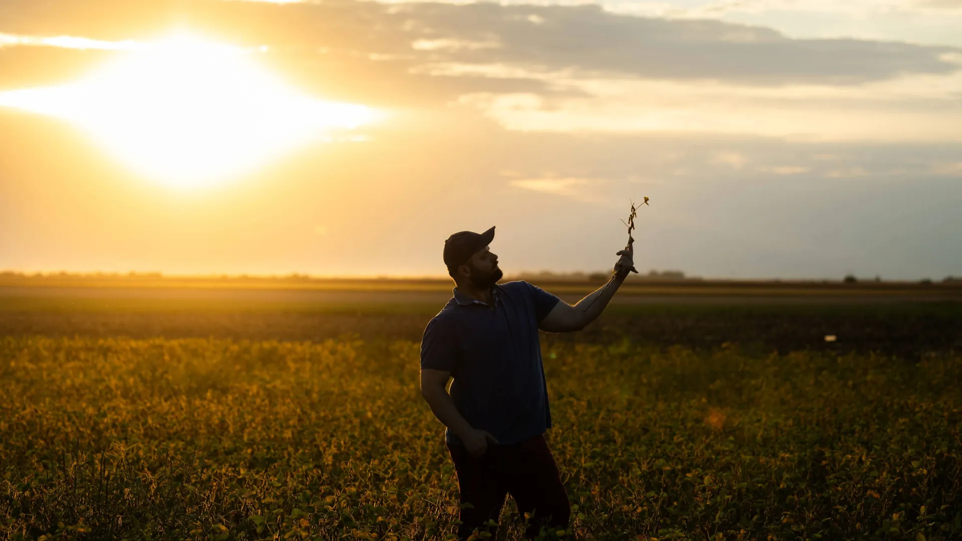 Agricultor inspeciona cultura de soja no campo agrícola