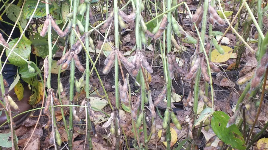 Plantas de soja com sintomas de podridão de vagens e grãos 
