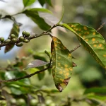 Folhas de café exibindo sintomas de ferrugem