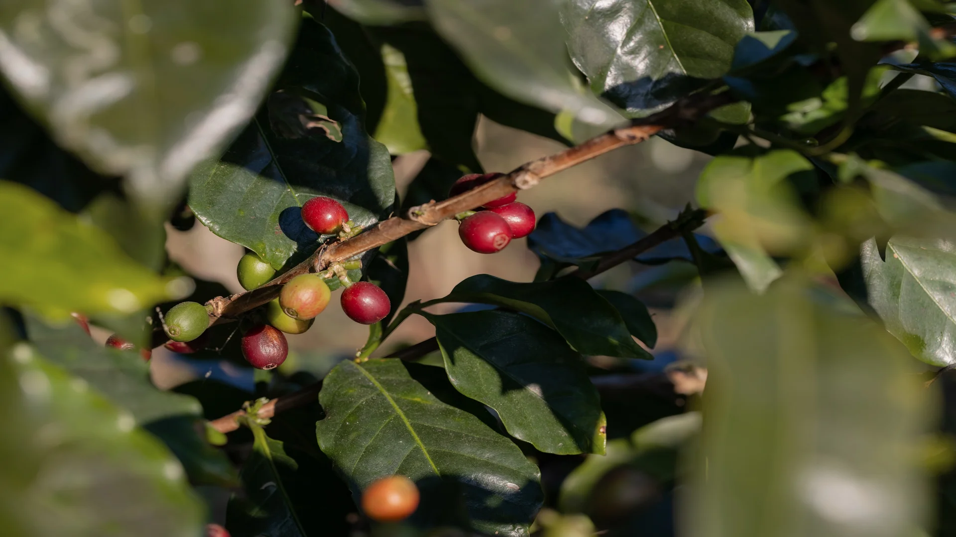 Grãos de café maduros em pé de café