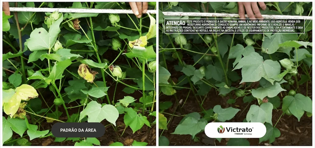 comparativo em algodão entre padrão da área e área tratada com VICTRATO®, mostrando melhor sanidade e desenvolvimento das plantas na área com o produto