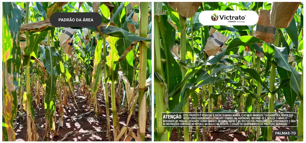 comparativo em milho entre padrão da área e área tratada com VICTRATO®, com plantas mais sadias e vigorosas na área com o produto, em Palmas, TO