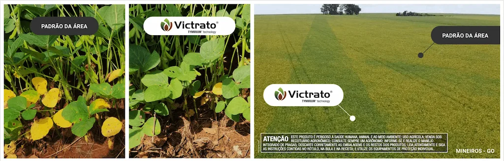 comparativo em soja entre área com manejo padrão e área tratada com VICTRATO®, mostrando plantas mais verdes e uniformes na área com o produto, em Mineiros, GO