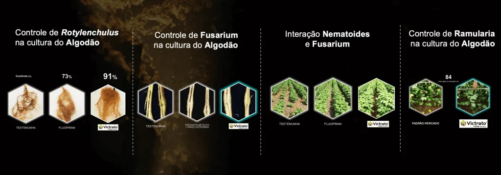 painel comparativo de resultados do VICTRATO® no algodão, destacando controle de Rotylenchulus com 91%, controle de Fusarium, interação entre nematoides e Fusarium e controle de ramulária com 84 dias após a emergência, em comparação com testemunha, fluopiram e padrão de mercado 