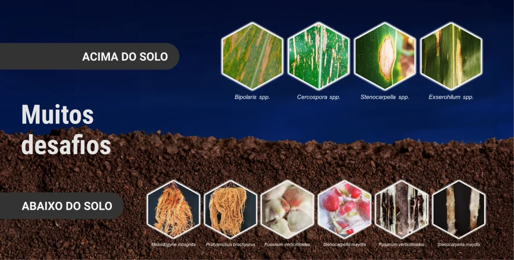 infográfico sobre os desafios fitossanitários do milho acima e abaixo do solo, com exemplos de doenças foliares causadas por Bipolaris spp., Cercospora spp., Stenocarpella spp. e Exserohilum spp., além de nematoides e patógenos de solo como Meloidogyne incognita, Pratylenchus brachyurus, Fusarium verticillioides e Stenocarpella maydis 