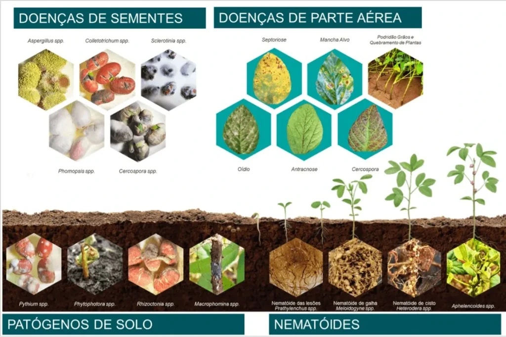 infográfico sobre ameaças iniciais na soja, com doenças de sementes como Aspergillus spp., Colletotrichum spp., Sclerotinia spp., Phomopsis spp. e Cercospora spp.; doenças da parte aérea como septoriose, mancha-alvo, podridão de grãos e quebramento de plantas, oídio, antracnose e cercospora; além de patógenos de solo e nematoides associados ao desenvolvimento inicial da cultura 