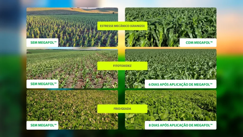 Imagens comparativas de lavouras de soja e milho sob estresse, que receberam aplicação de MEGAFOL™. 
