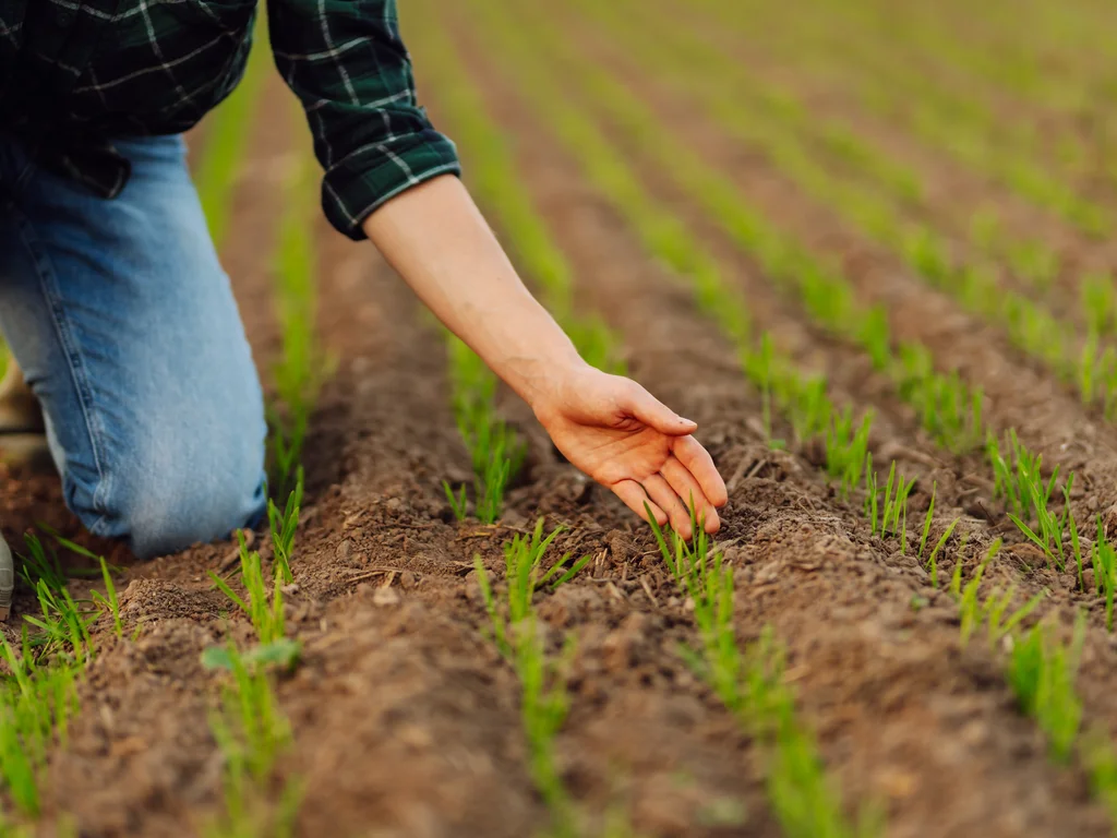 Pessoa abaixada tocando o solo com plantas jovens