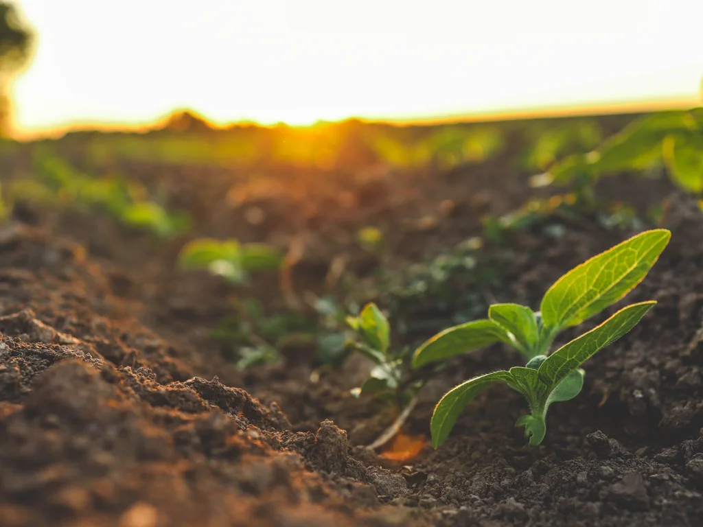 Close em plantas jovens no solo