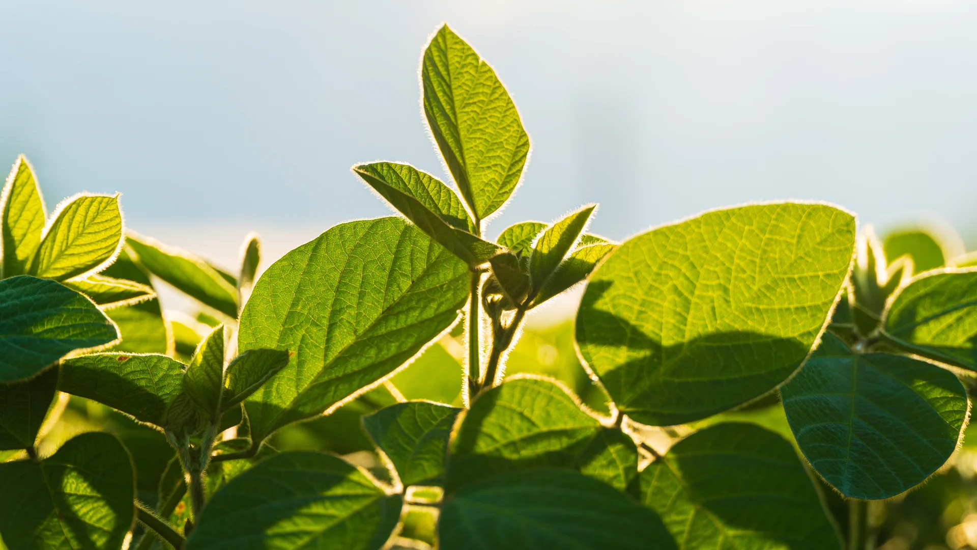 Close em plantaçao verde com céu ao fundo