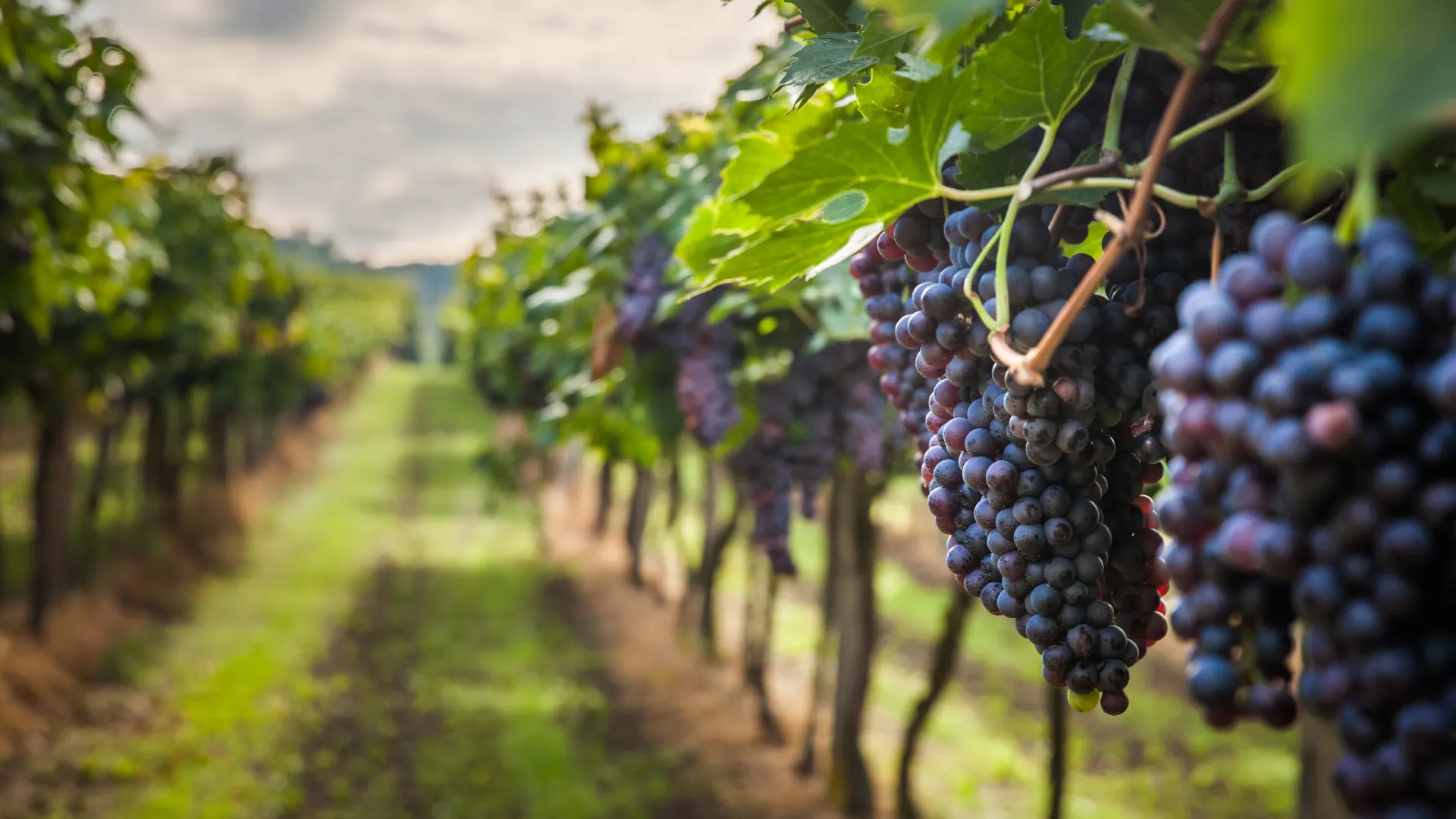 Parreiras de uva em fase de produção, com cachos de uvas maduros rochos em destaque em meio as folhas