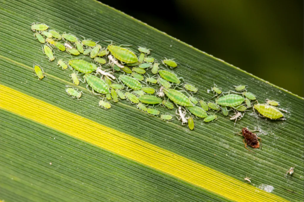 Colônia do pulgão-verde-dos-cereais (Schizaphis graminum) em folha.