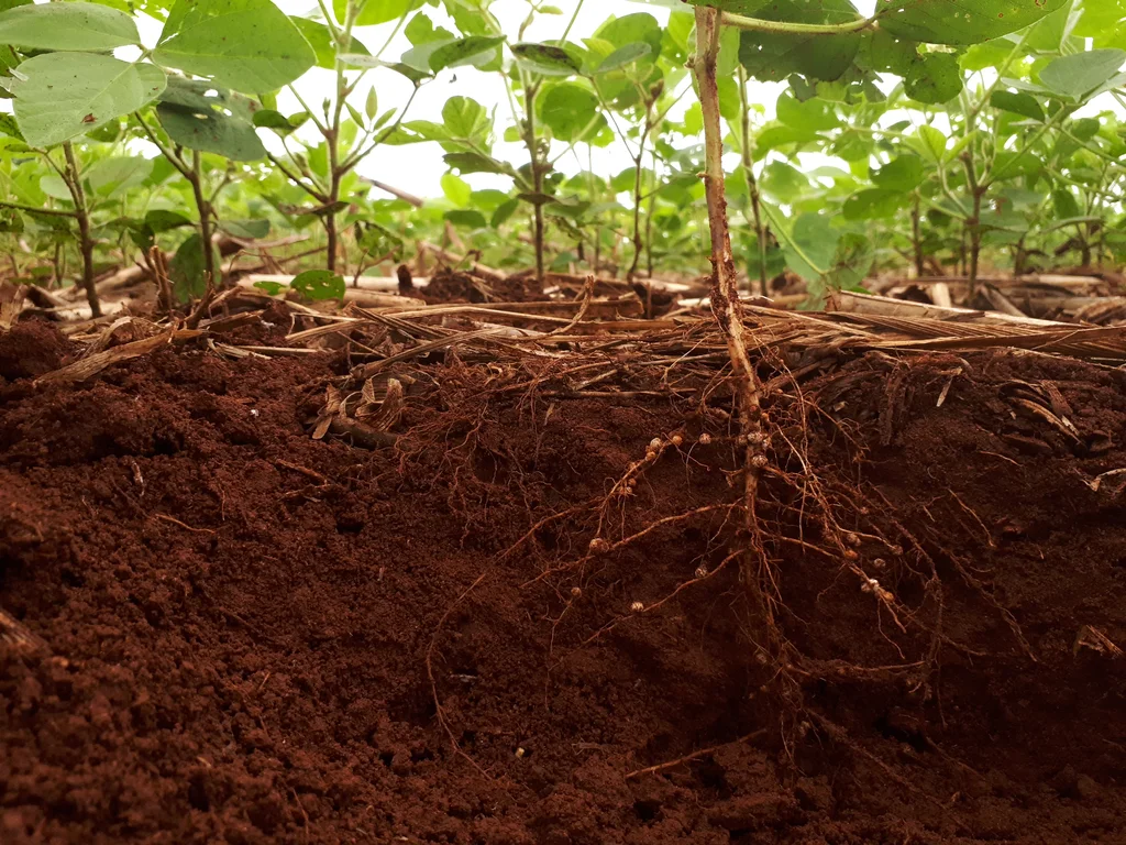 Foco na raiz de uma planta jovem em campo