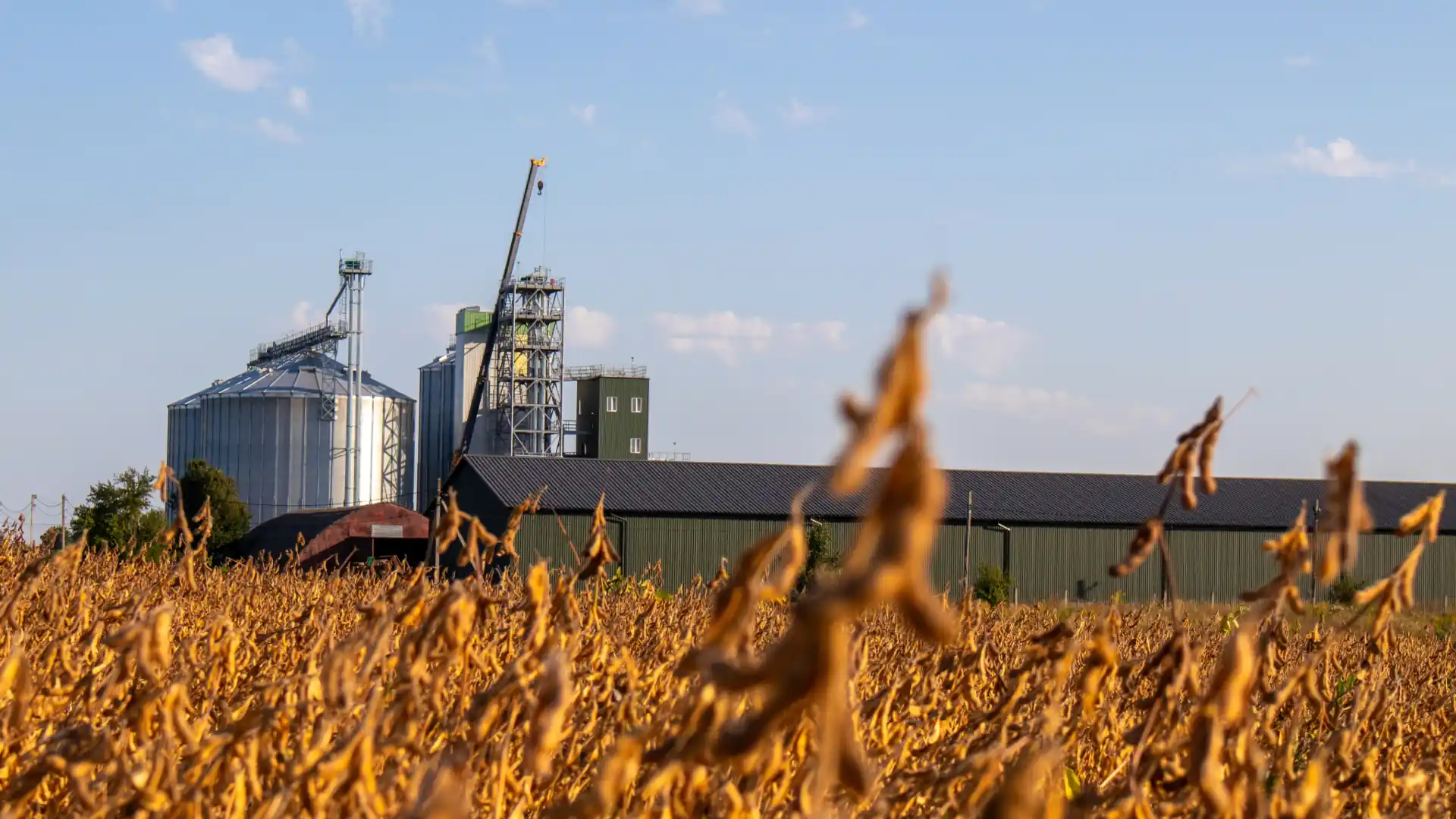 Soja em fase de colheita, com silo ao fundo.