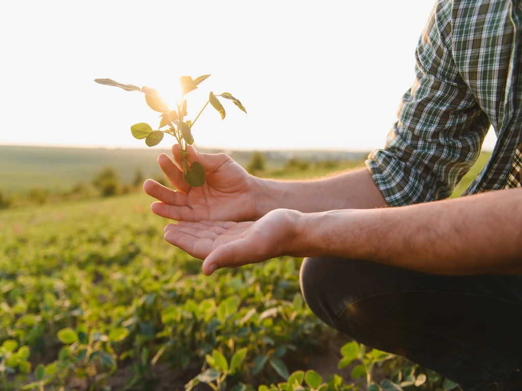 Pessoa segurando uma muda de planta em mãos com close