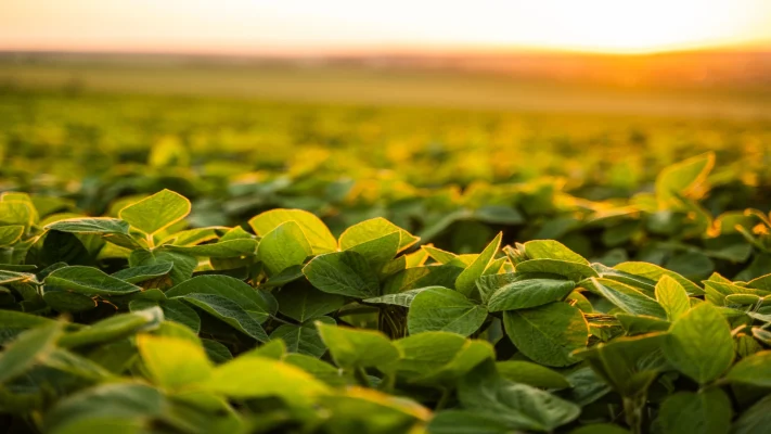 Campo de soja com céu laranja
