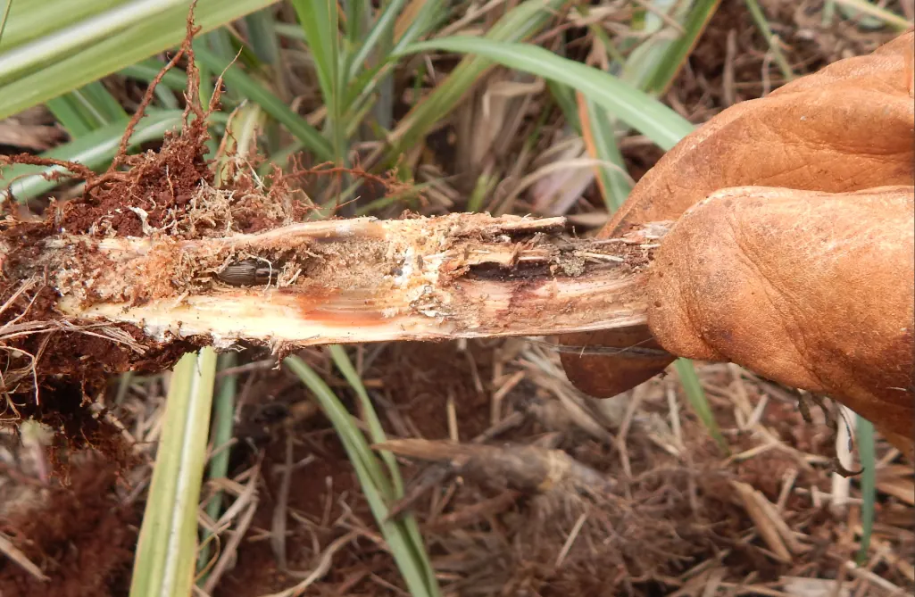 Dano no colmo da cana pelo bicudo-da-cana (Sphenophorus levis).
