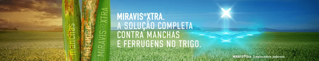 Banner do fungicida para trigo Miravis Xtra. A imagem destaca uma lavoura de trigo com sintomas de manchas e ferrugens à esquerda e à direita uma lavoura de trigo saudável sobre a proteção de Miravis Xtra. Estão também em destaque as assinaturas do produto "Miravis Xtra. A solução completa contra manchas e ferrugens no trigo." e " Miravis Xtra.  Simplesmente poderoso."