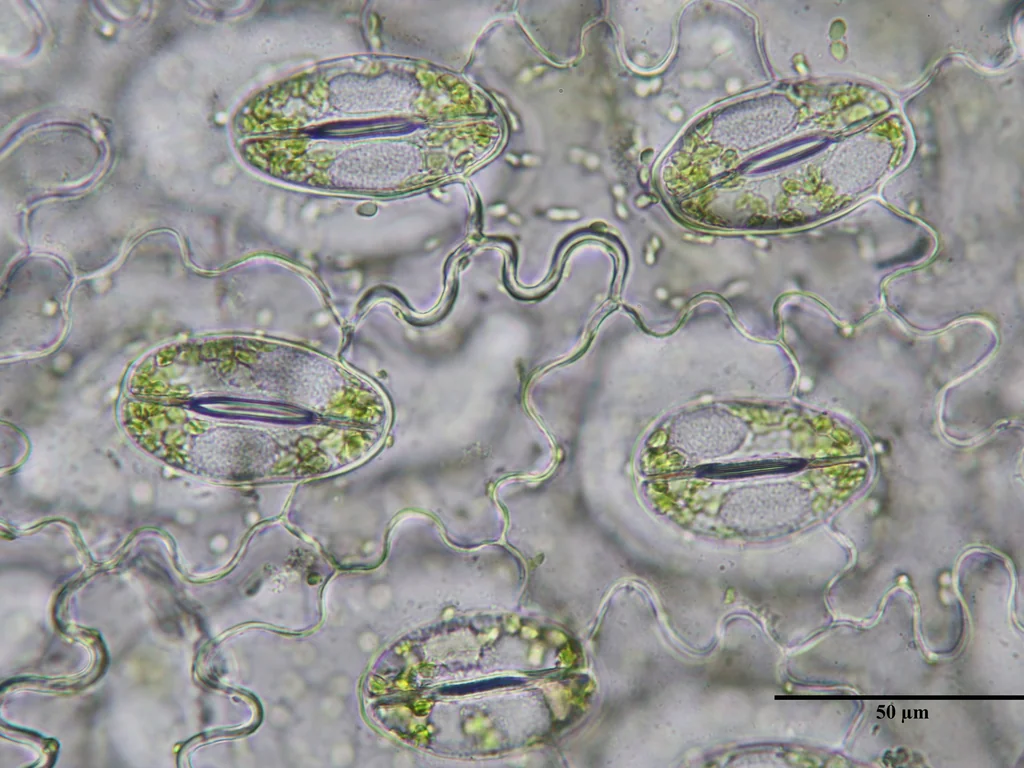 Close microscópico de microrganismos 