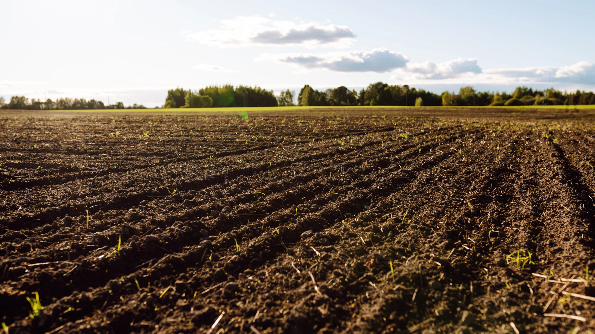 Campo aberto de uma plantação