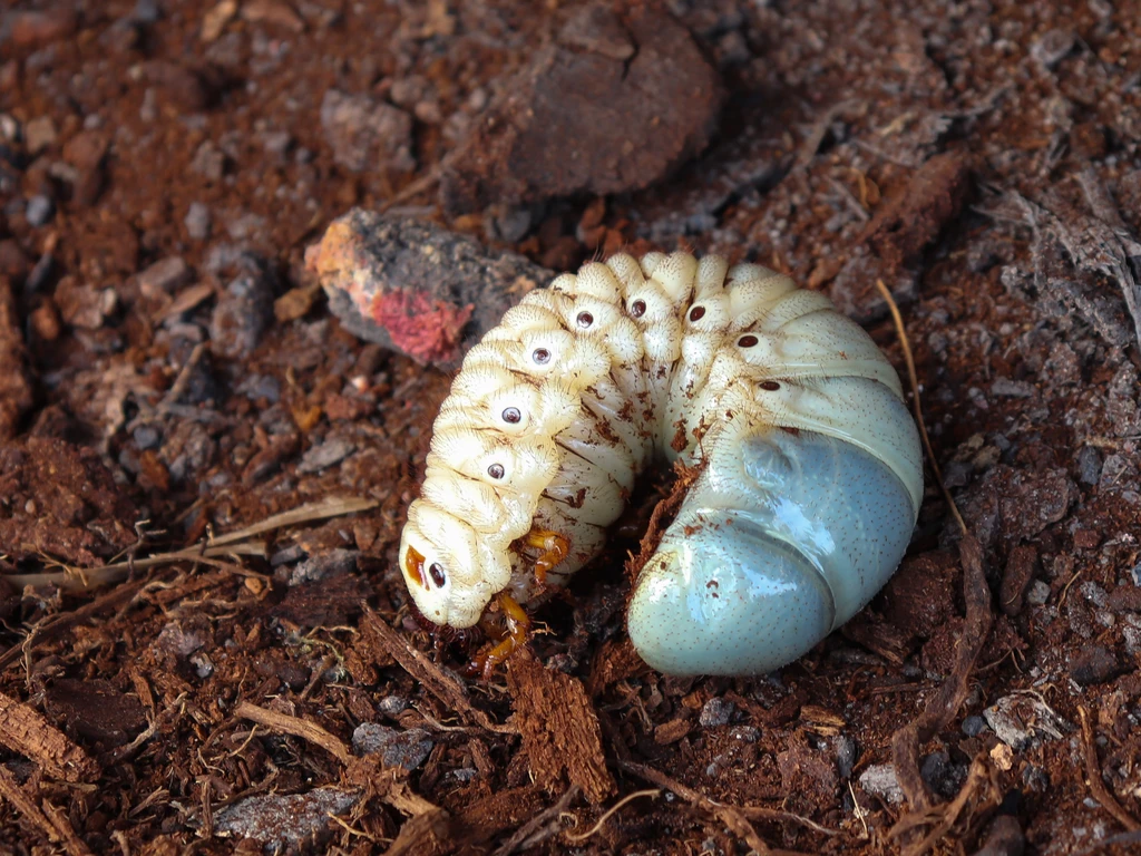Close na larva do coró do milho
