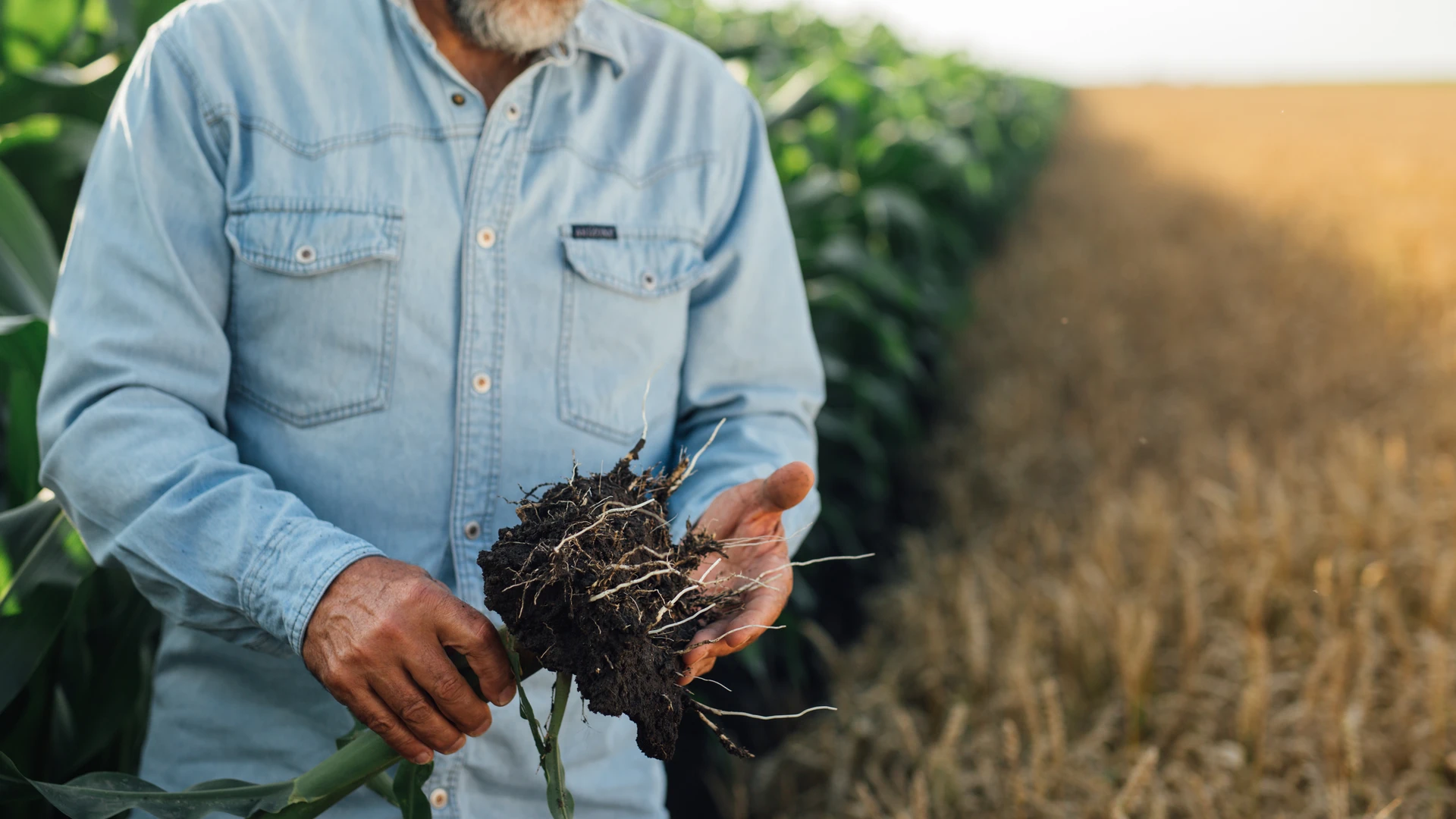Pessoa com blusa azul em close em um campo agrícola