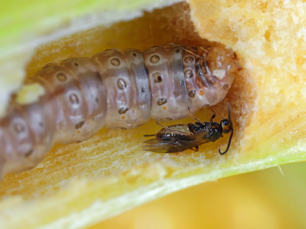 Close em uma mosca juntamente com uma larva em cima de uma folhagem 