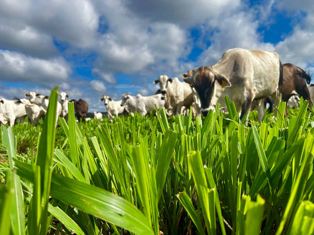 Gado em um pasto verde com céu aberto