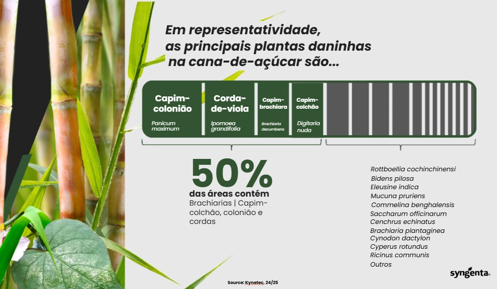 Infográfico destacando as principais plantas daninhas na cana-de-açúcar: capim-colonião, corda-de-viola, capim-brachiara e capim colchão, que estão presentes em 50% das áreas.