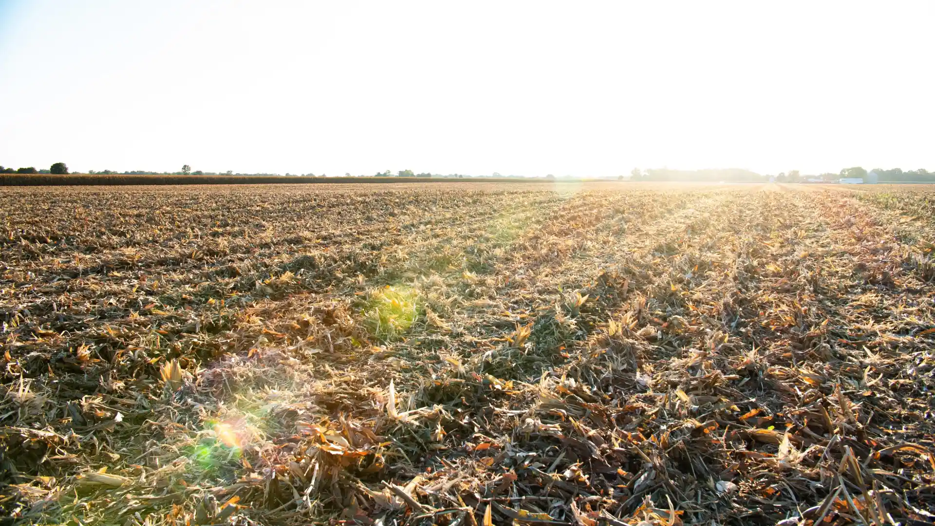 Área agrícola coberta por palhada ao pôr do sol, sem plantas daninhas.