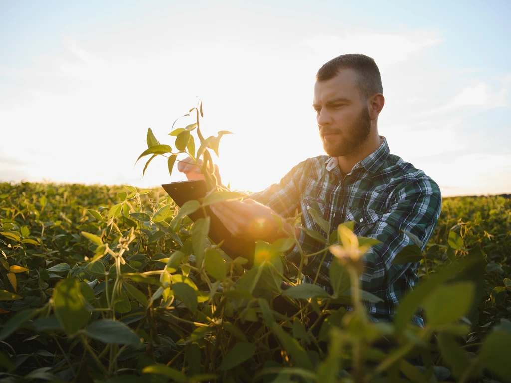 Agricultor segurando um ramo de soja e um tablet com sol ao fundo