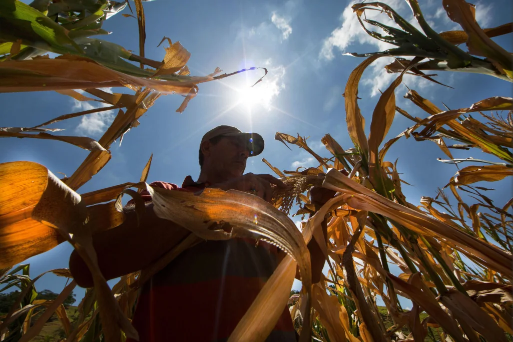 Produtor de milho do Nordeste avaliando perdas em lavoura castigada pela seca.