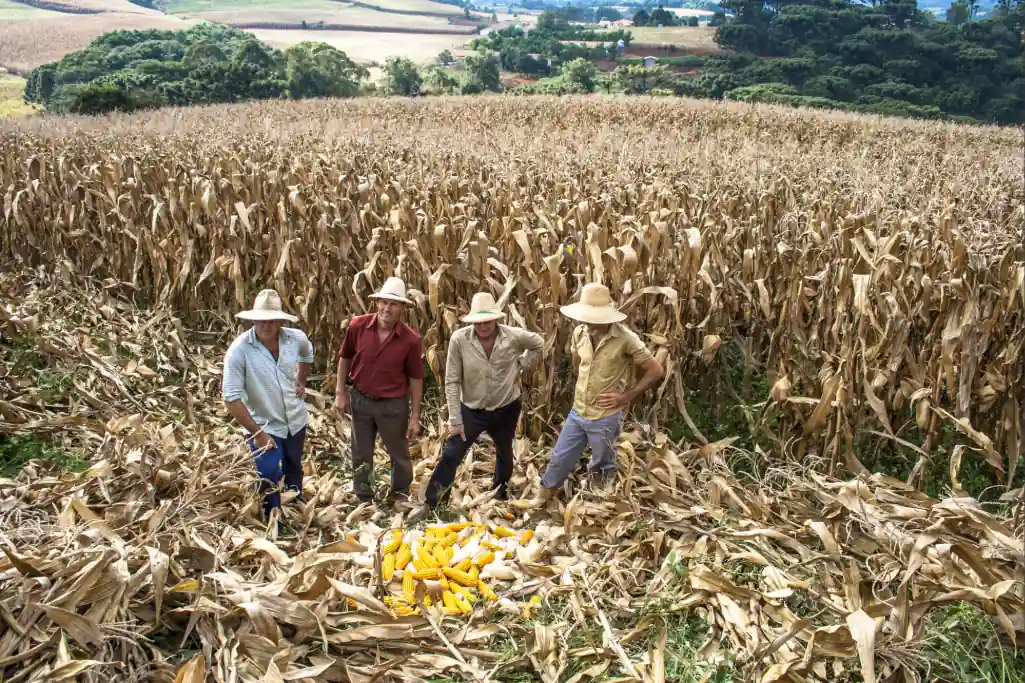 Produtores de milho do Sul em lavoura em fase de colheita.