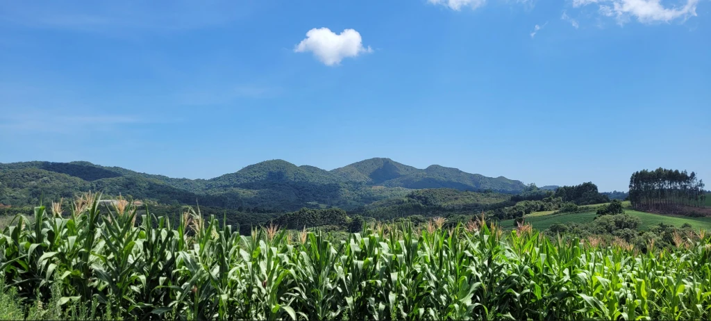 Lavoura de milho no Sul, no Estado do Paraná