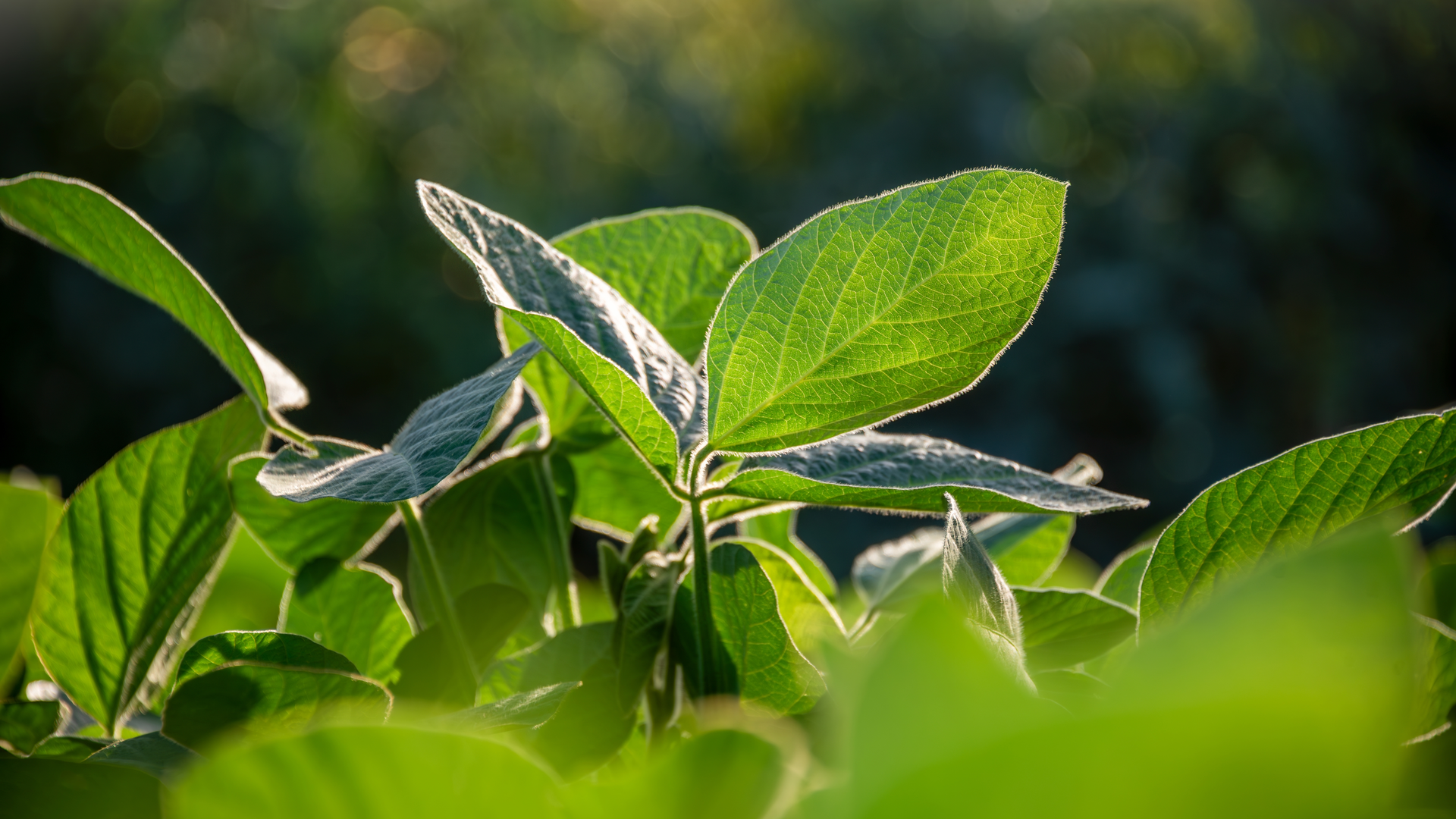 Close em folhas verdes em uma plantação