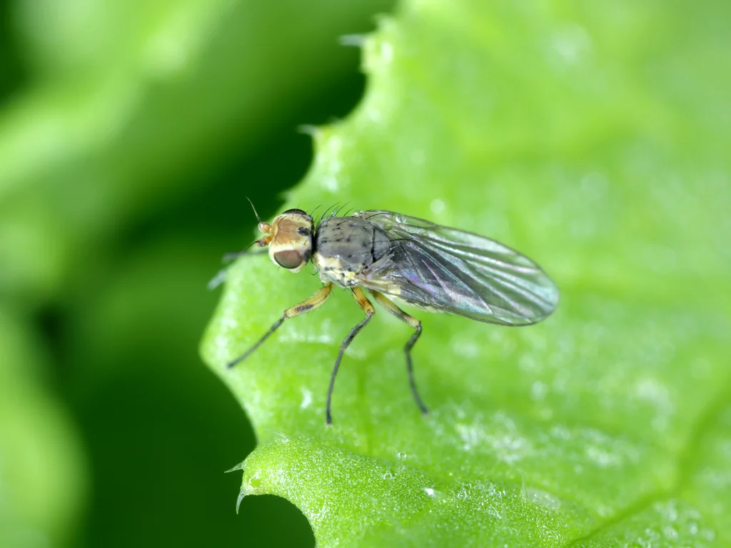 Close em uma mosca sob uma folha verde 