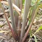 Cana em área infestada por daninhas.
