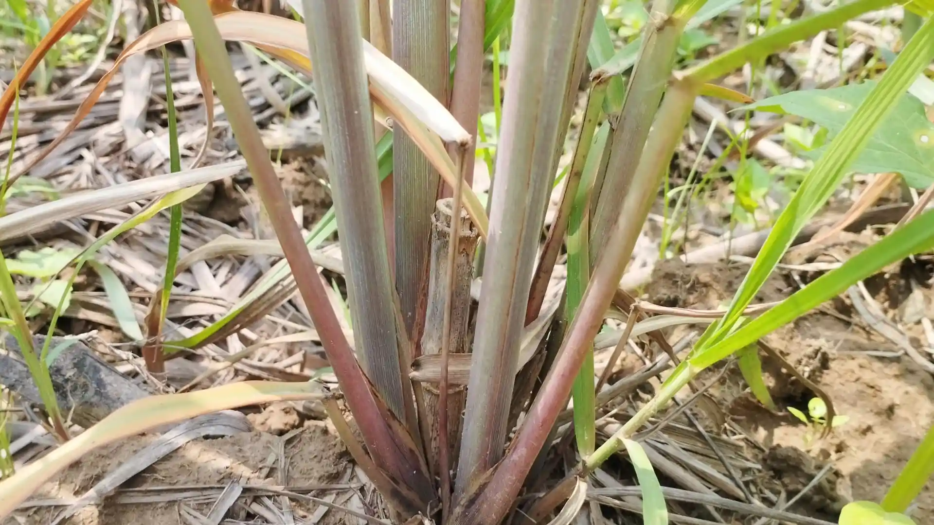Cana em área infestada por daninhas.