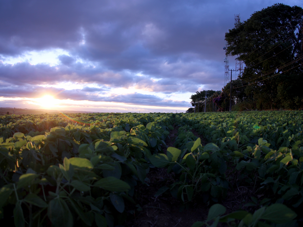 Plantação em um por do sol