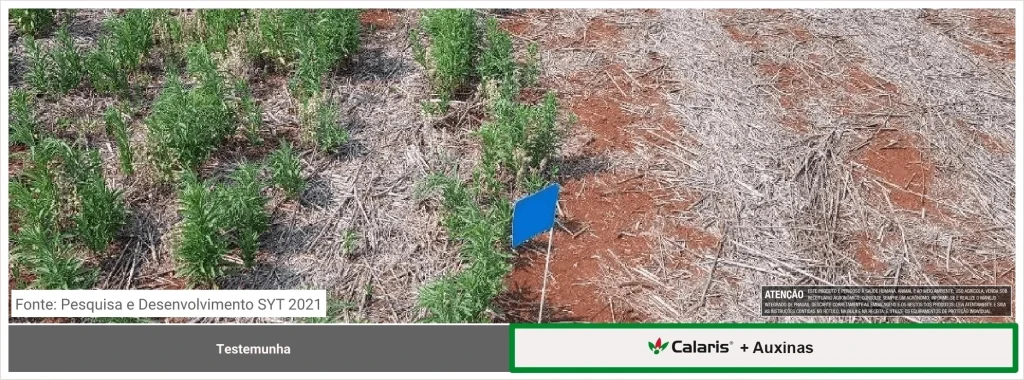 Resultados de CALARIS para o controle de daninhas na soja, destacando o manejo antecipado da buva.