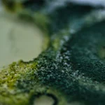 Close em um microscópio do trichoderma