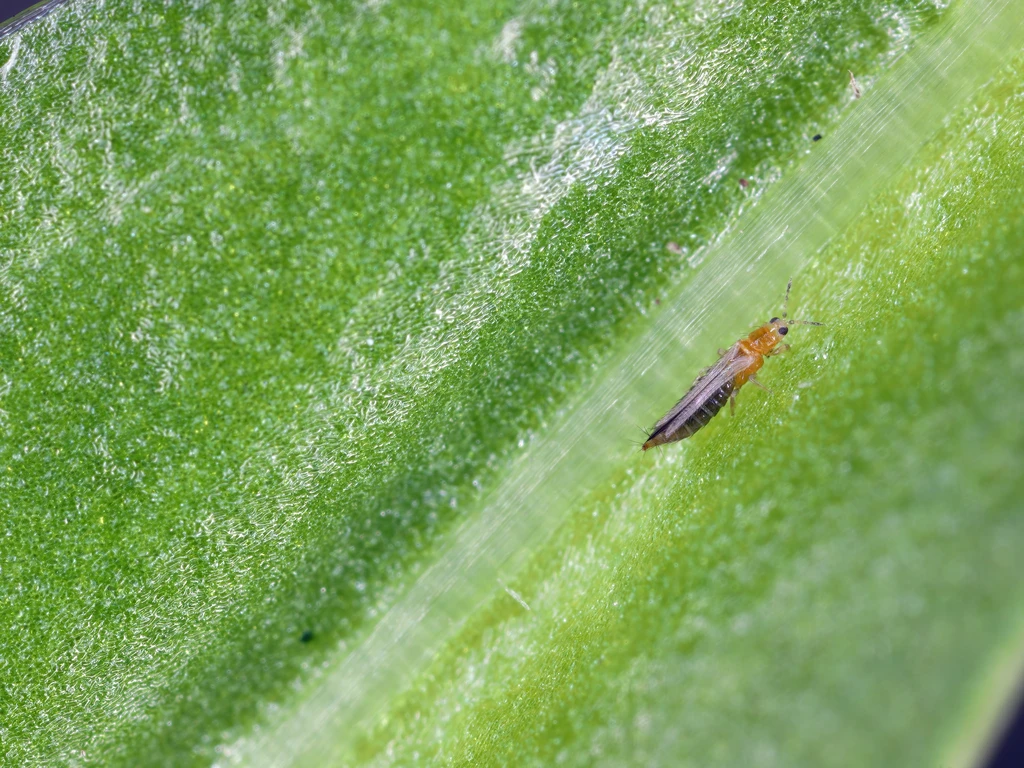 Close de um tripe em cima de uma folha verde
