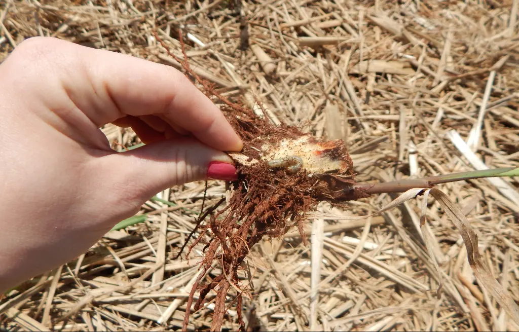 Larva de Sphenophorus levis na região das raízes da cana.