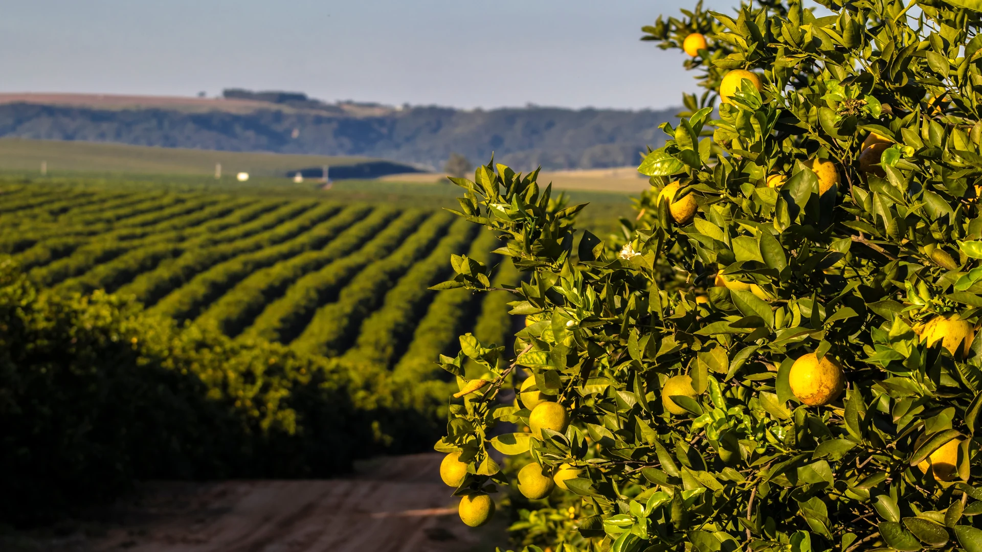 Pomar de citros com frutos