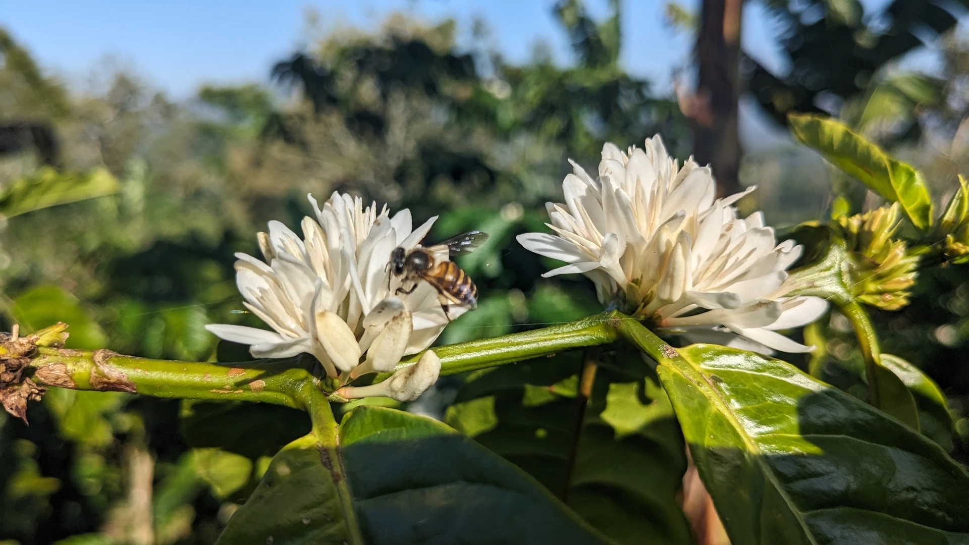 Abelha de mel coletando pólen em flores de café.